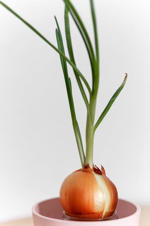 How to Start a Small Herb Garden Indoors: A Beginner’s Guide
